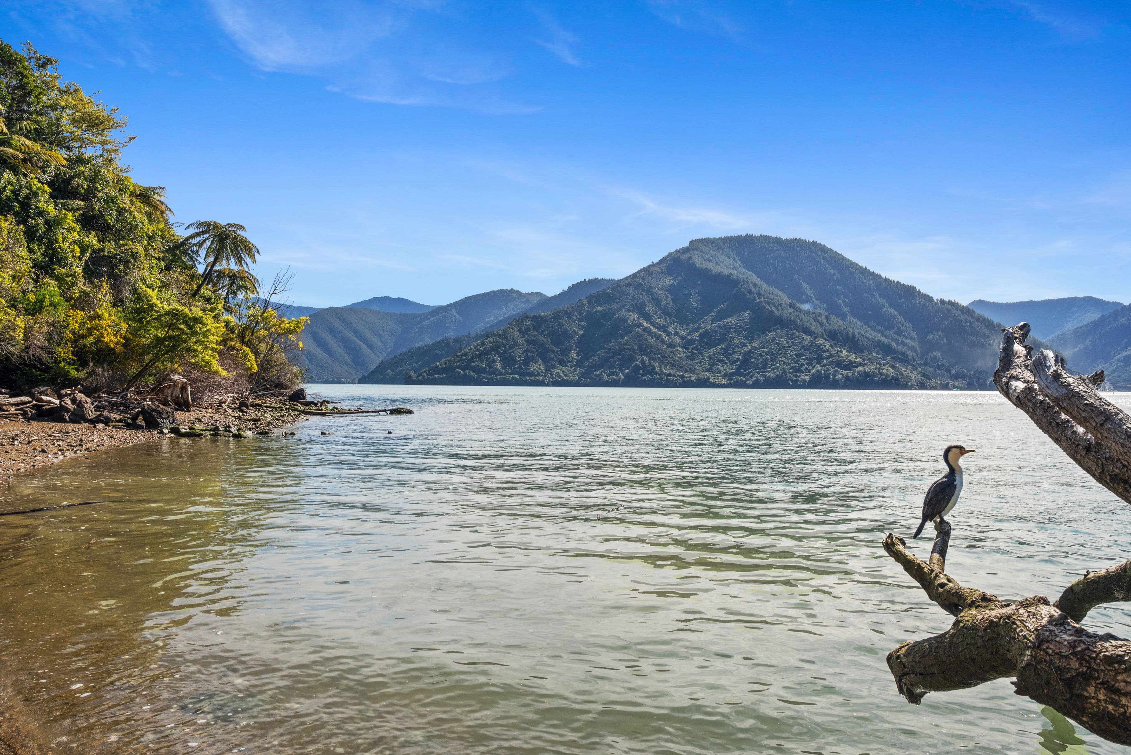 674 Moetapu Bay Road, Moetapu Bay, Marlborough, Marlborough | Tall Poppy 