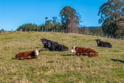 604 Waiwhero Road, Ngatimoti, Tasman, Nelson | Tall Poppy 