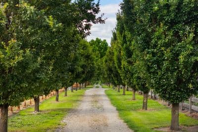Lot 2 53 Oak Lane, Wanaka, Wanaka, Otago | Tall Poppy 